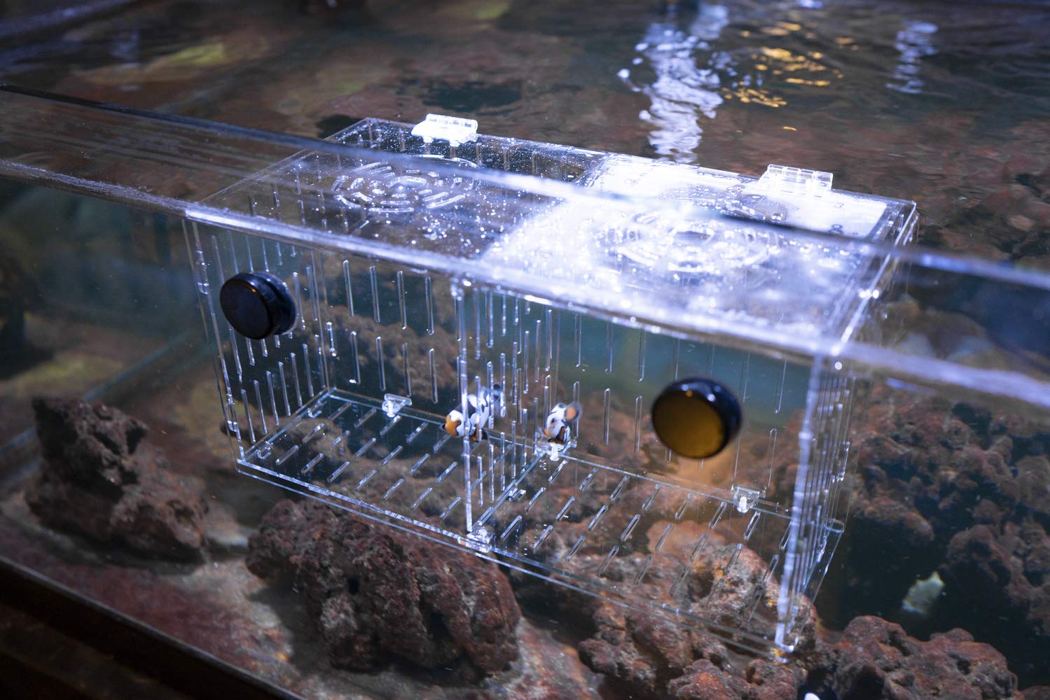 Reefing Art isolation box in-tank usage shows versatile quarantine and nursery setup.