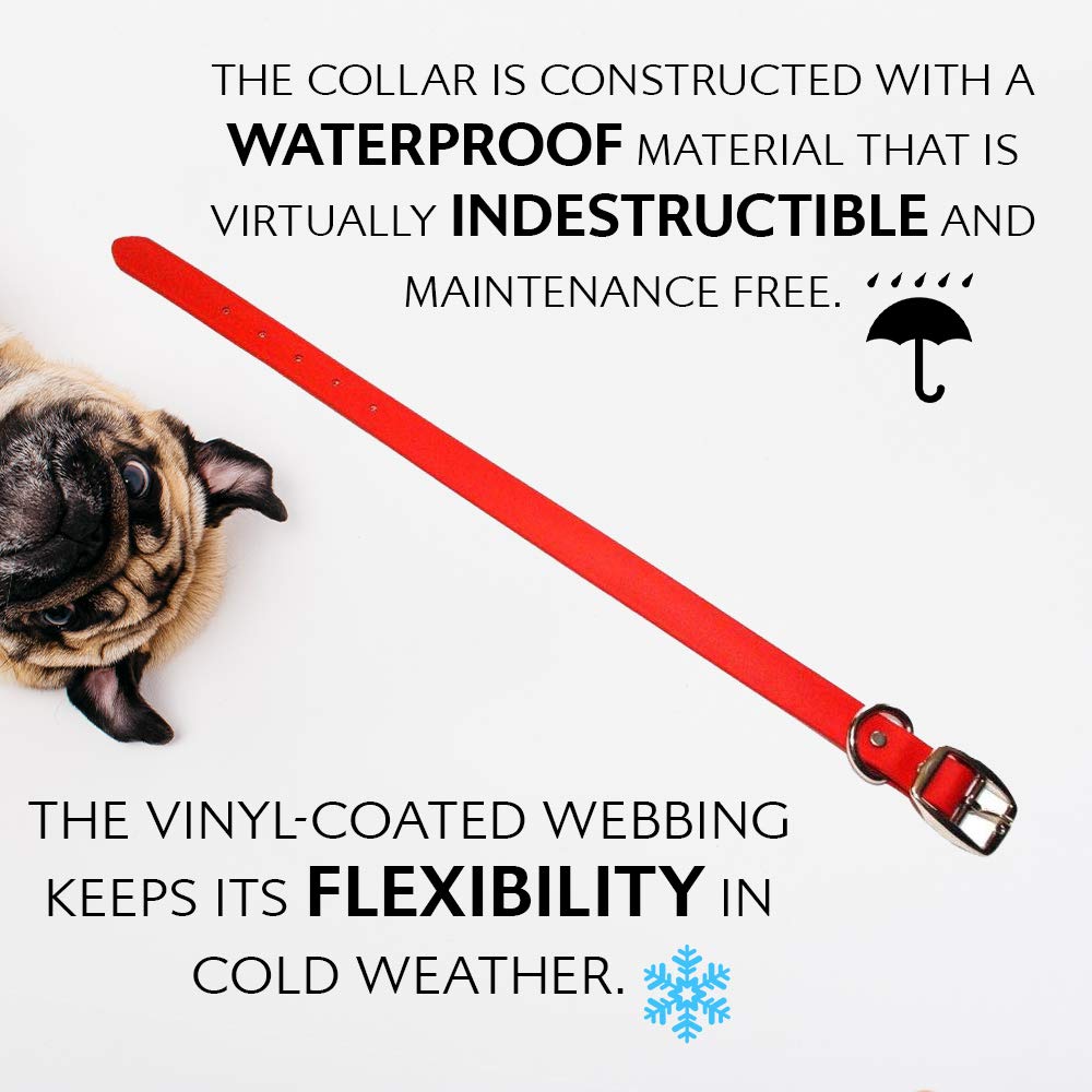 Regal Dog Products chew-resistant collar endures curious chewers during playtime.