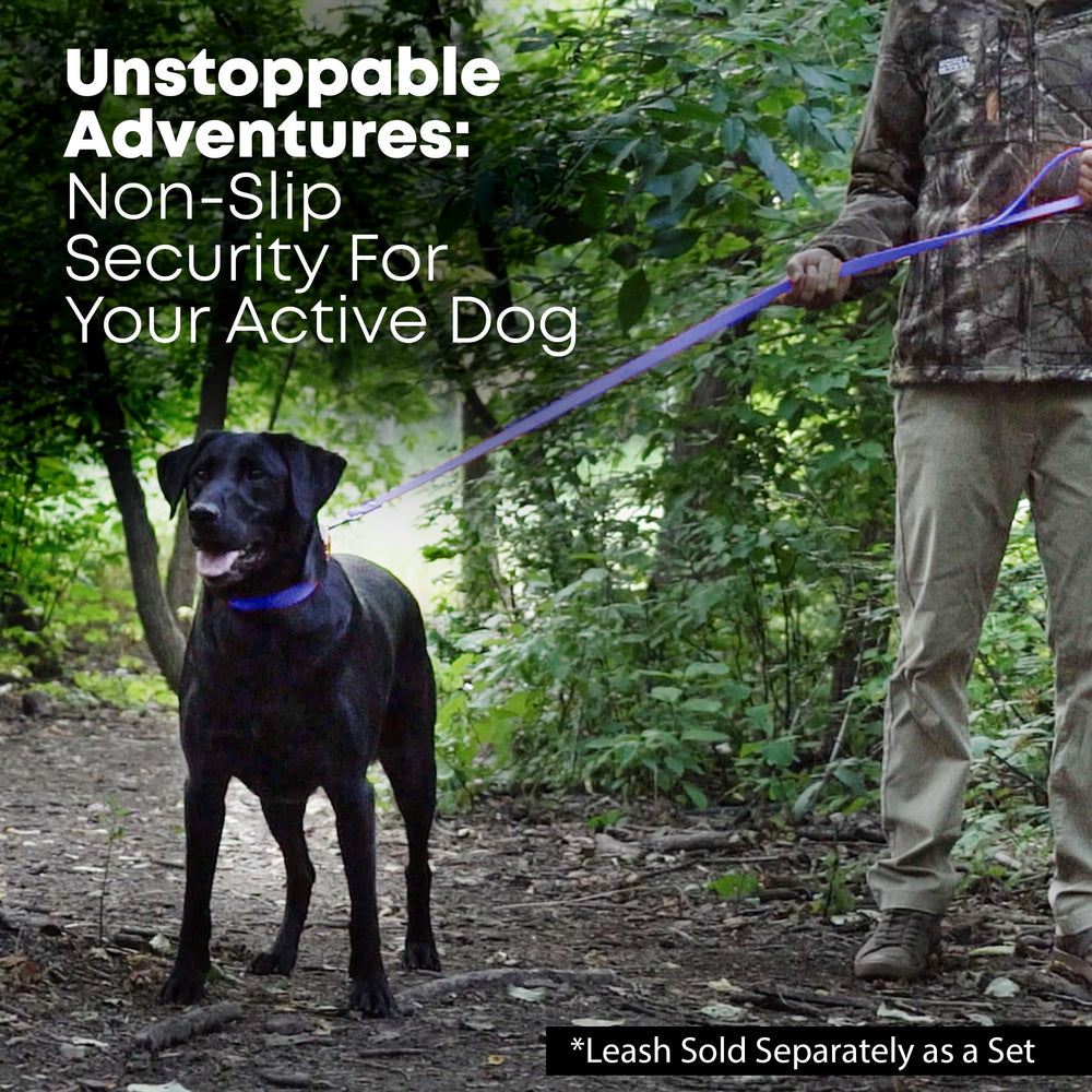 Regal Dog Products chew-resistant collar provides a durable option for dogs that explore grab-and-tug play.