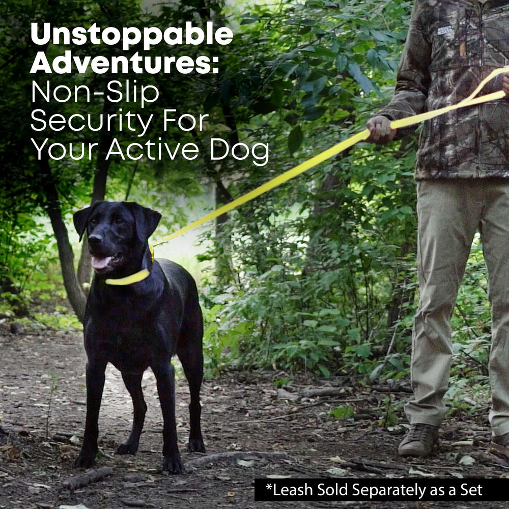 Regal Dog Products collar on a beach-ready dog captures waterproof performance
