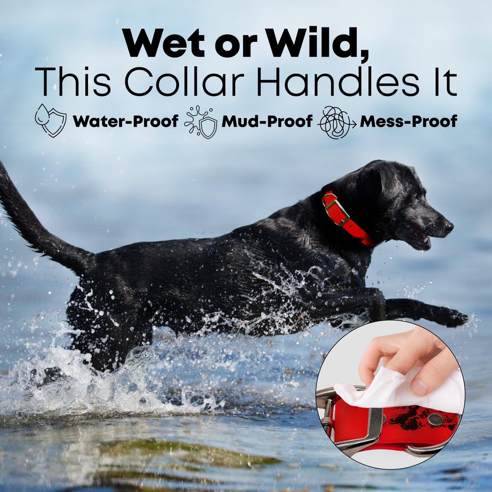 Regal Dog Products D-ring attachment close-up demonstrates leash and ID tag options.