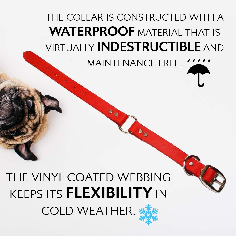 Regal Dog Products dog-walking scene with red collar, comfortable daily adventures.