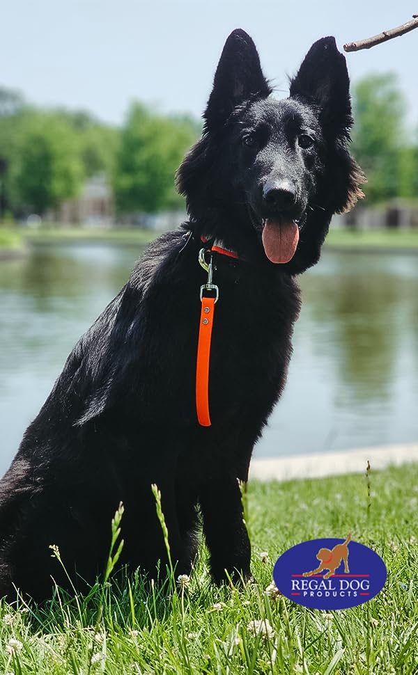 Regal Dog Products durable heavy-duty leash short length for daily use.