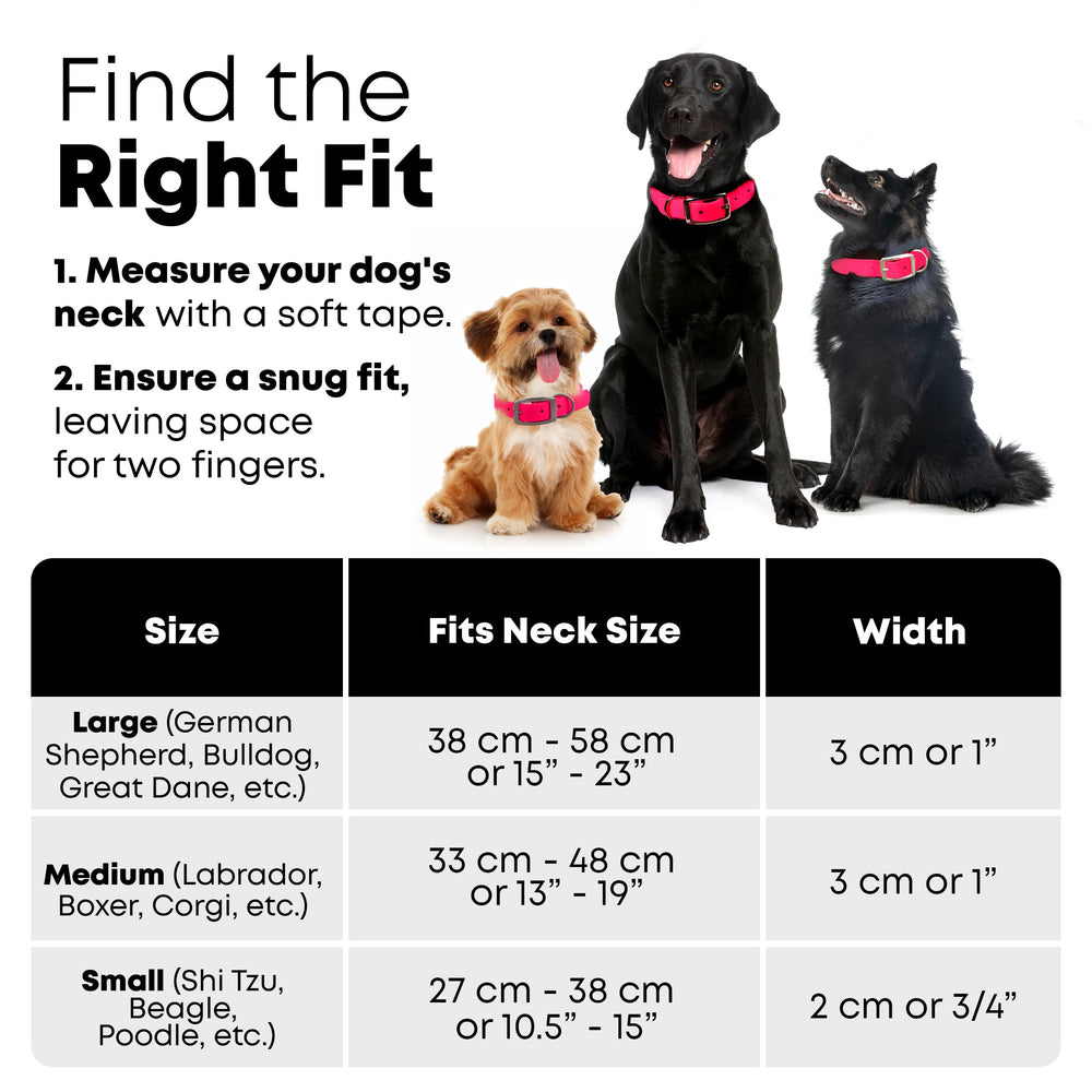 Regal Dog Products heavy-duty double buckle collar closeup showing secure fit details.