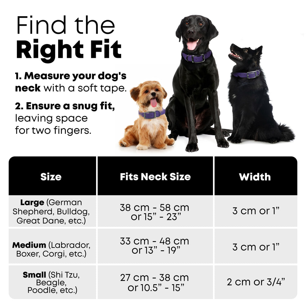 Regal Dog Products heavy-duty double buckle leash set for secure daily walks