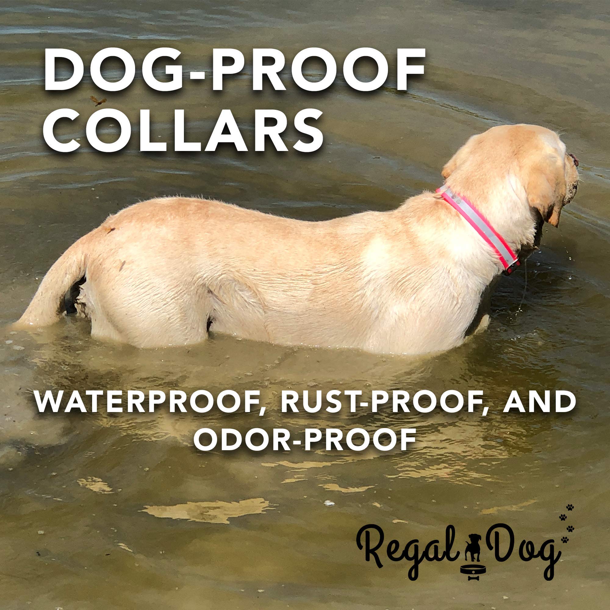 Regal Dog Products center ring detail showing tidy tag mounting