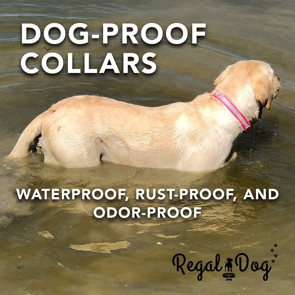 Regal Dog Products center ring detail showing tidy tag mounting