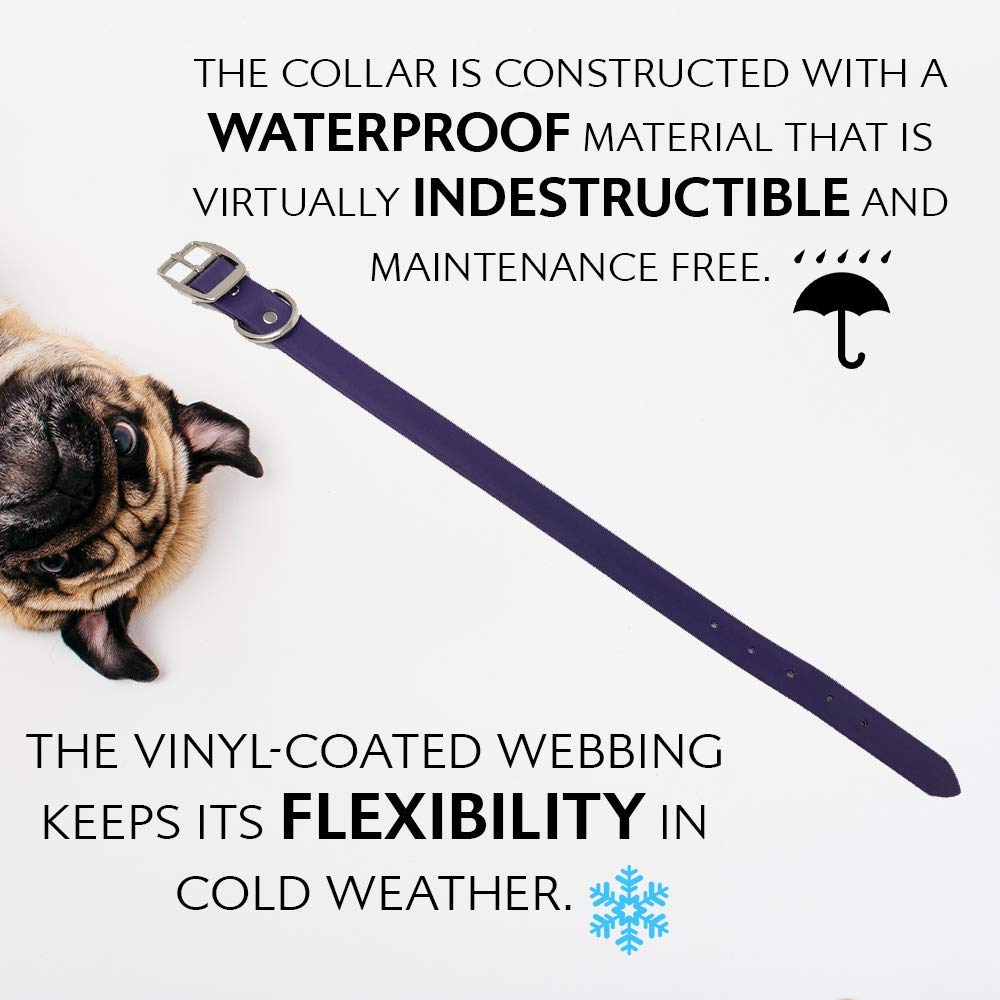 Regal Dog Products purple collar on dog during a walk