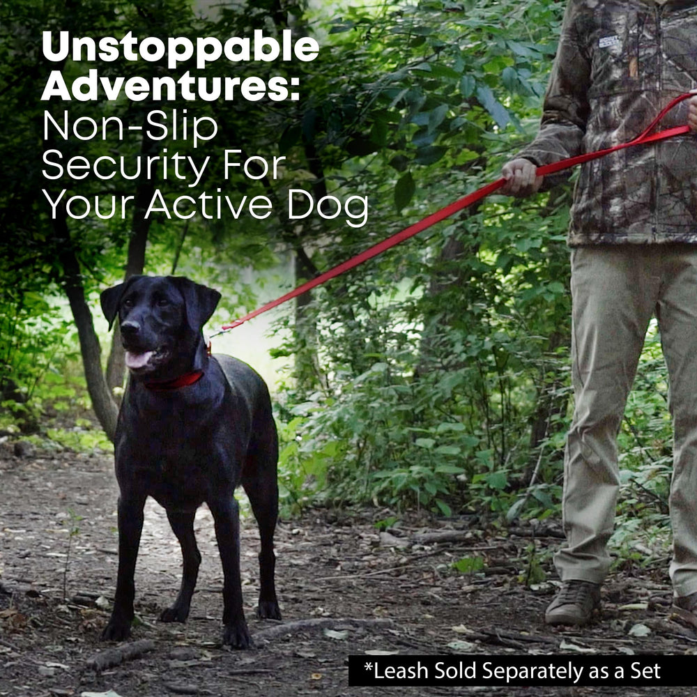 Regal Dog Products waterproof dog collar on wet rocks showcases beach-ready durability.