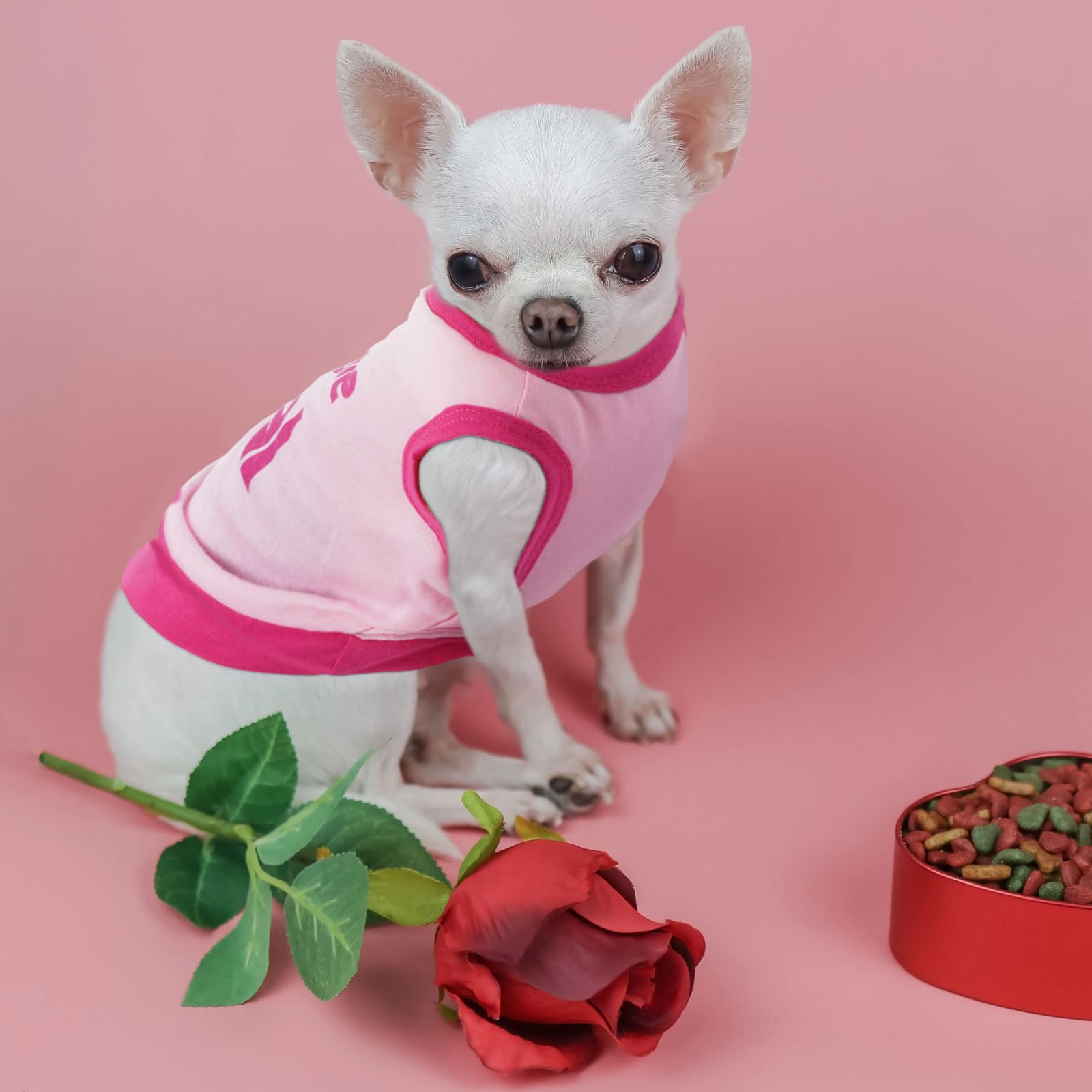 Reginary Christmas gift-ready dog clothes pack for small pets