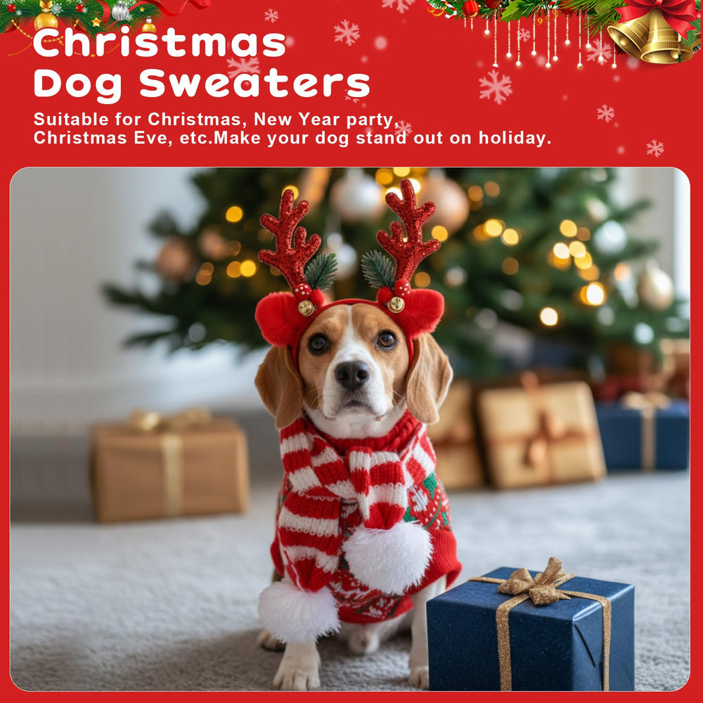 Reginary dog Christmas photo shoot look with sweater and scarf