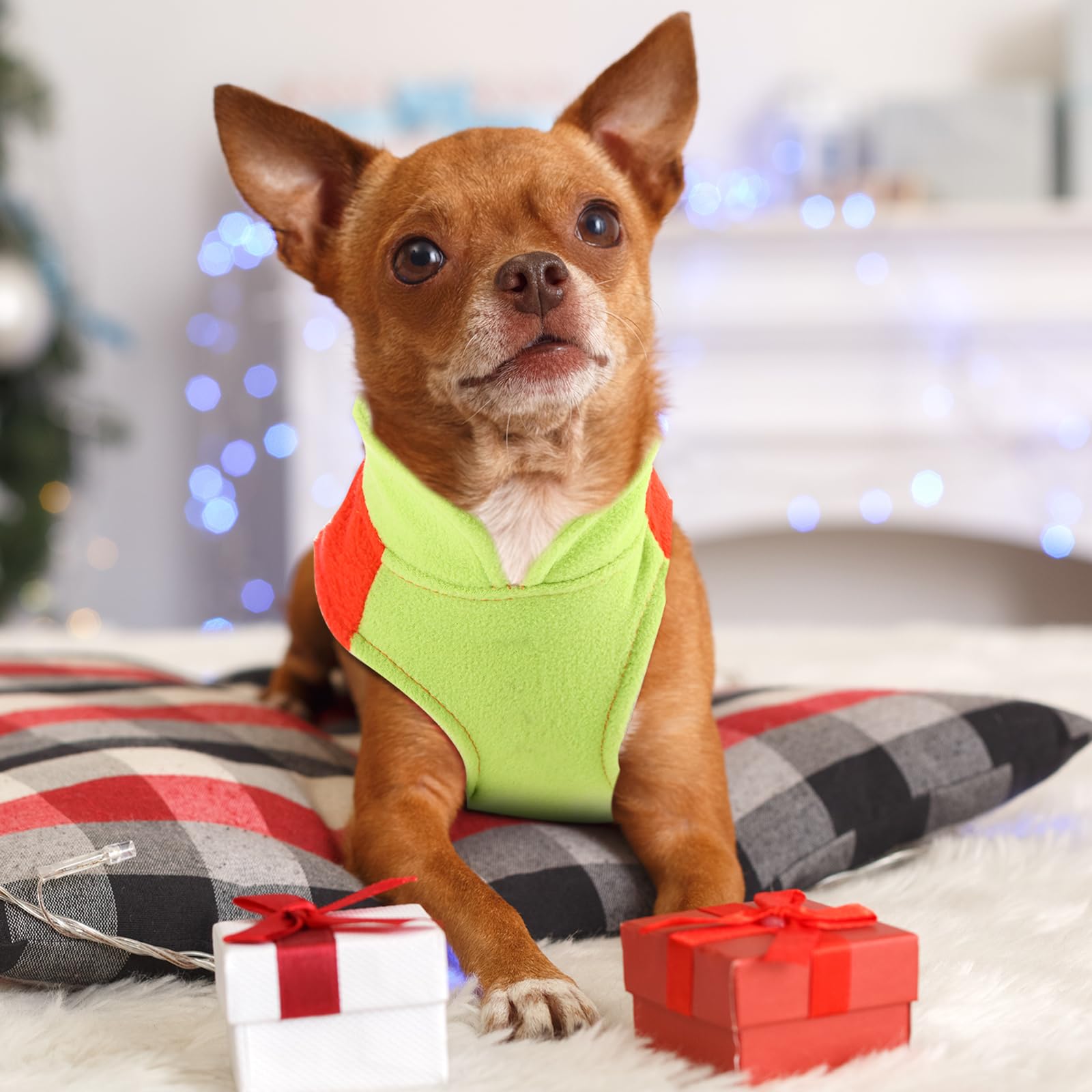 Reginary dog sweater in winter outdoor scene, cozy style