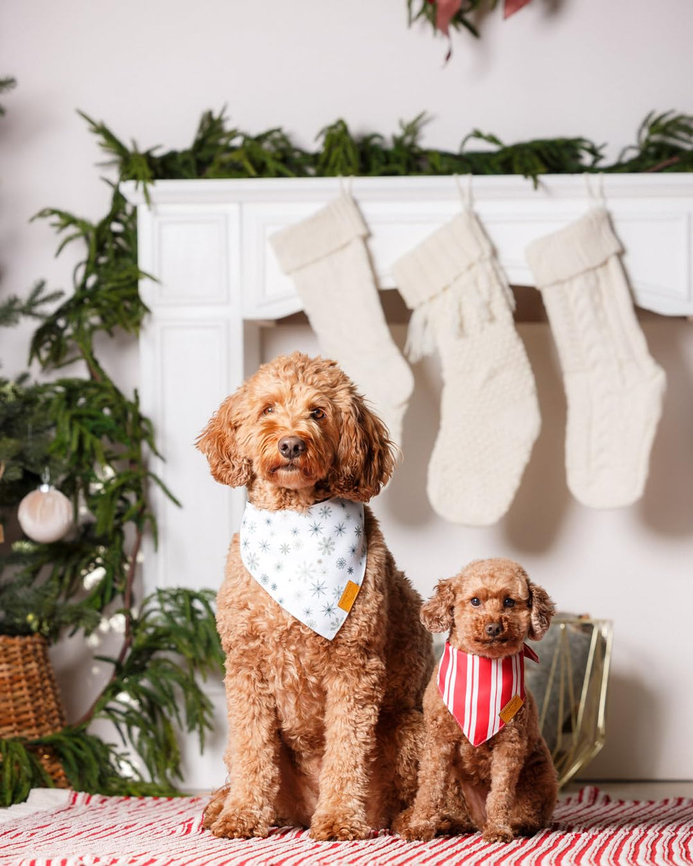 Remy+Roo birthday-look bandana is perfect for special occasions.