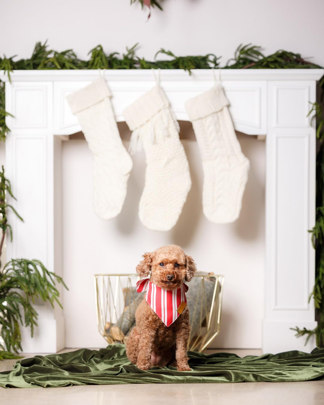 Remy+Roo cooling fabric bandana helps keep dogs comfortable in warm weather.
