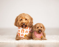 Remyroo patented shape girl dog bandana with adjustable fit for comfortable wear.