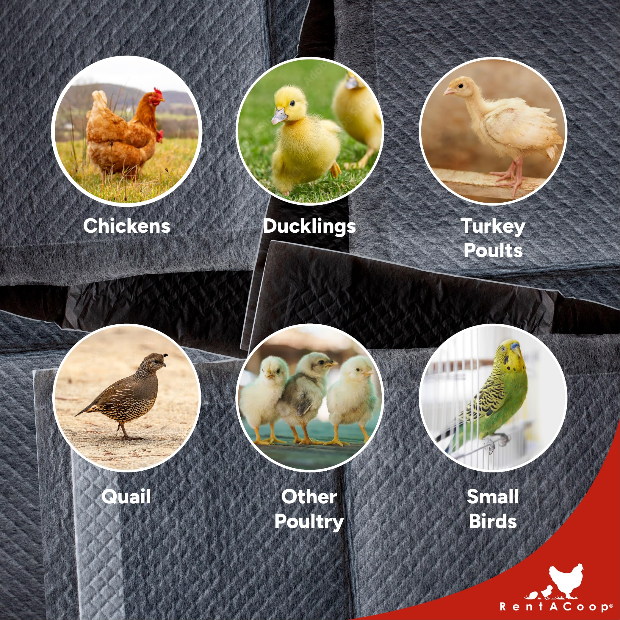 RentACoop baby chicks in the brooder enjoy clean, safe bedding