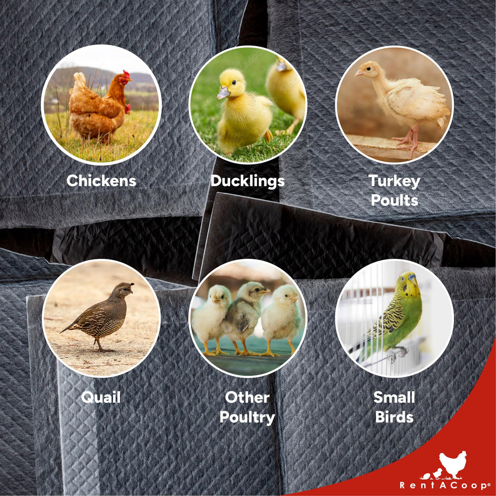 RentACoop baby chicks in the brooder enjoy clean, safe bedding