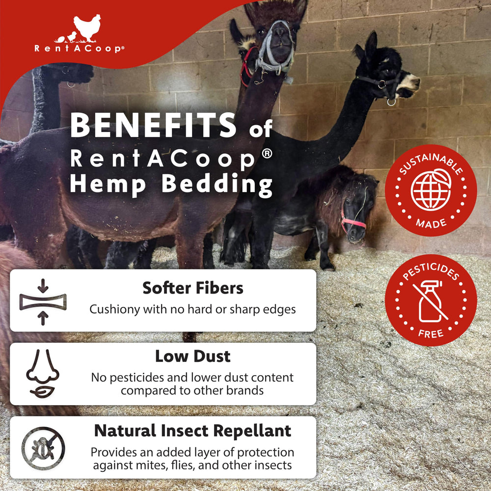 RentACoop low-dust bedding minimizes dust, supporting easier breathing for your flock.