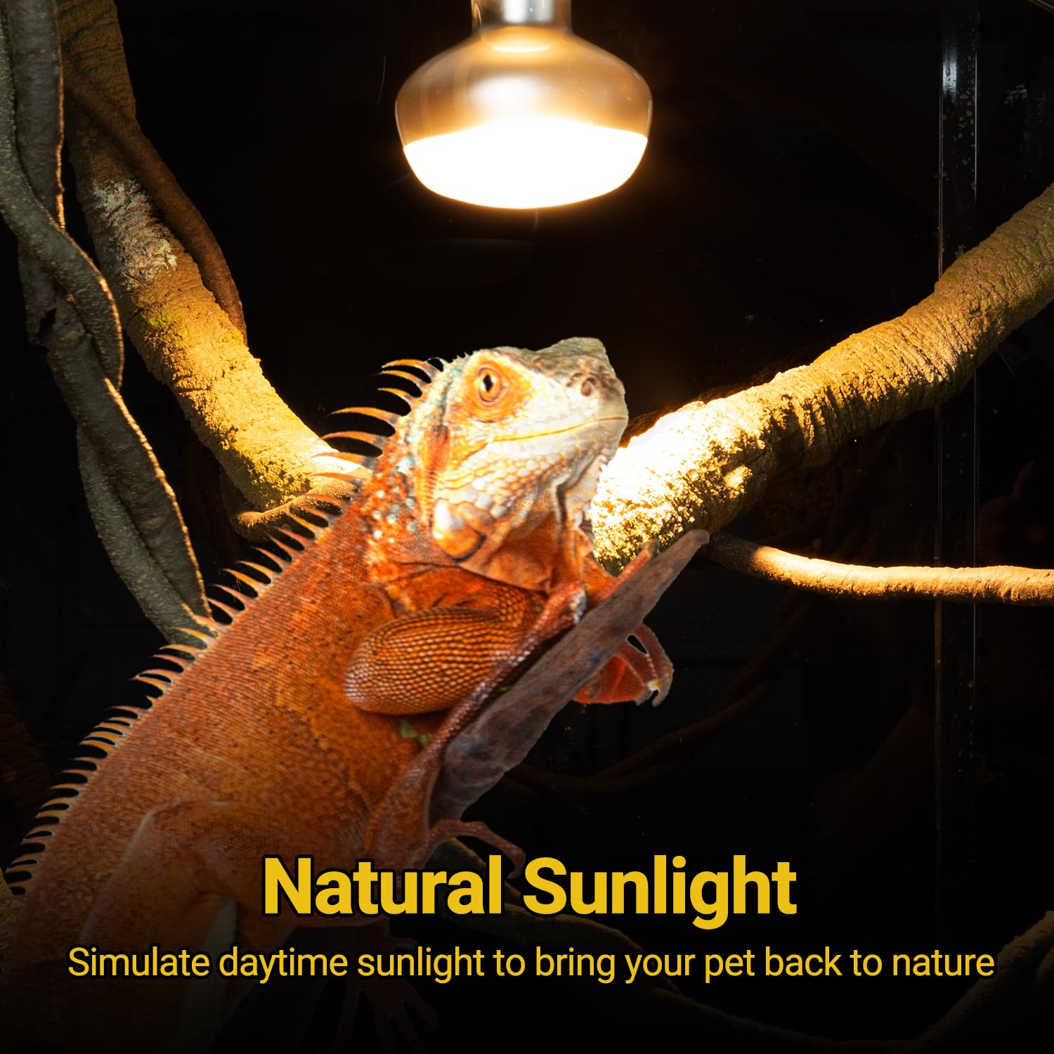 REPTI ZOO 2-pack bulb with UVA supports healthy activity in terrariums.