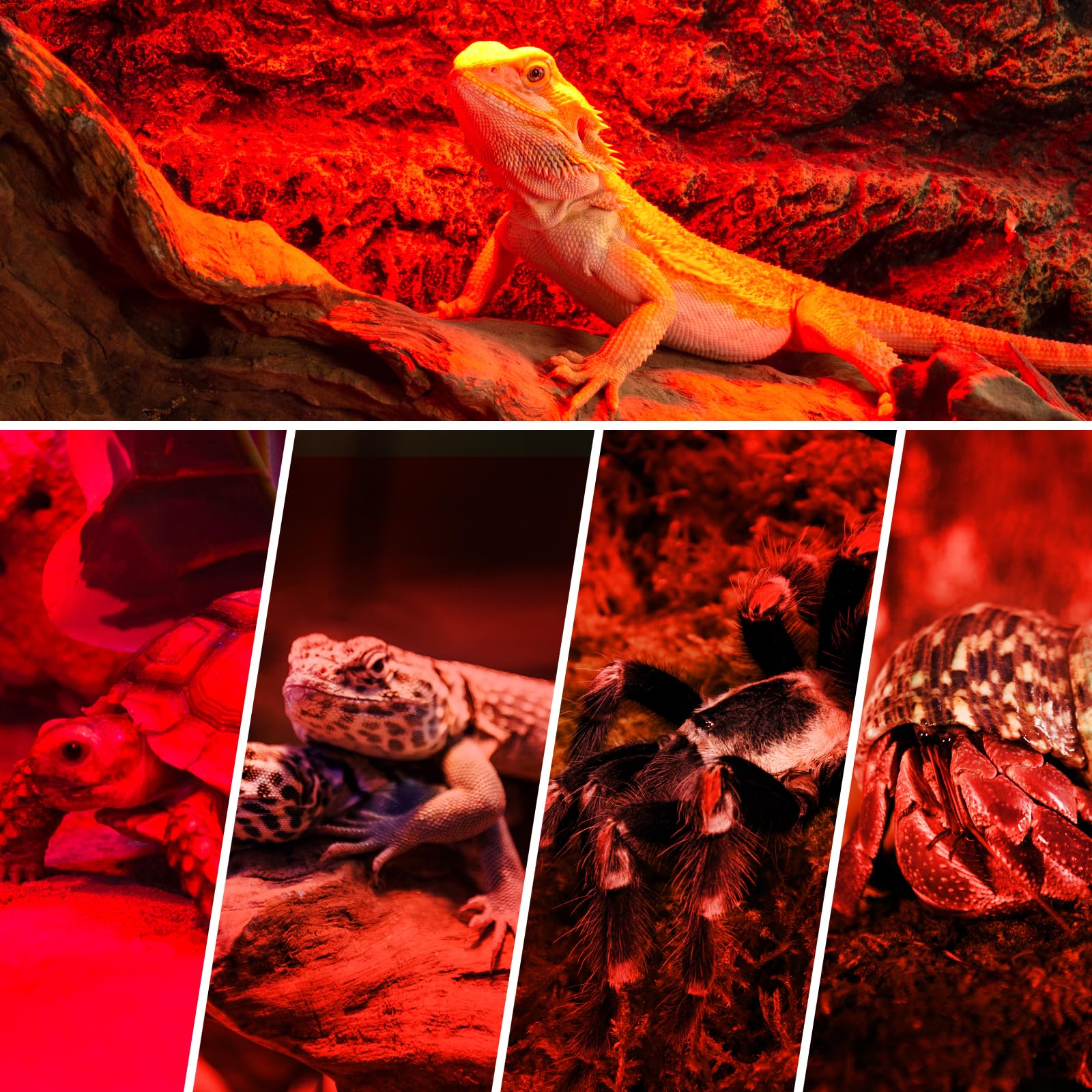 REPTI ZOO 50W bulb habitat setup enhances enclosure warmth for reptiles.