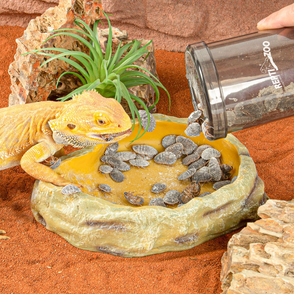 REPTI ZOO all-in-one feeder supports bearded dragons geckos chameleons