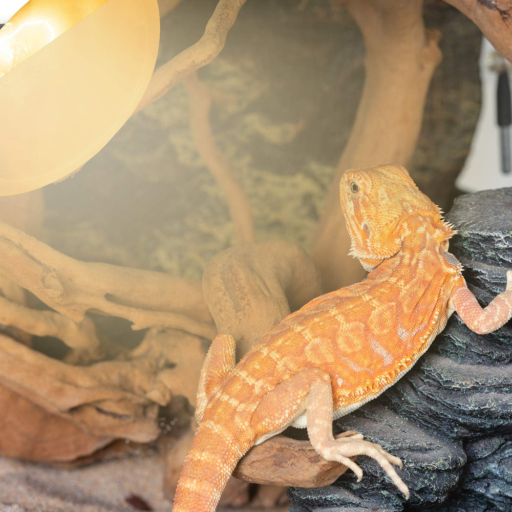REPTI ZOO enclosure setup demonstrates versatile lamp placement