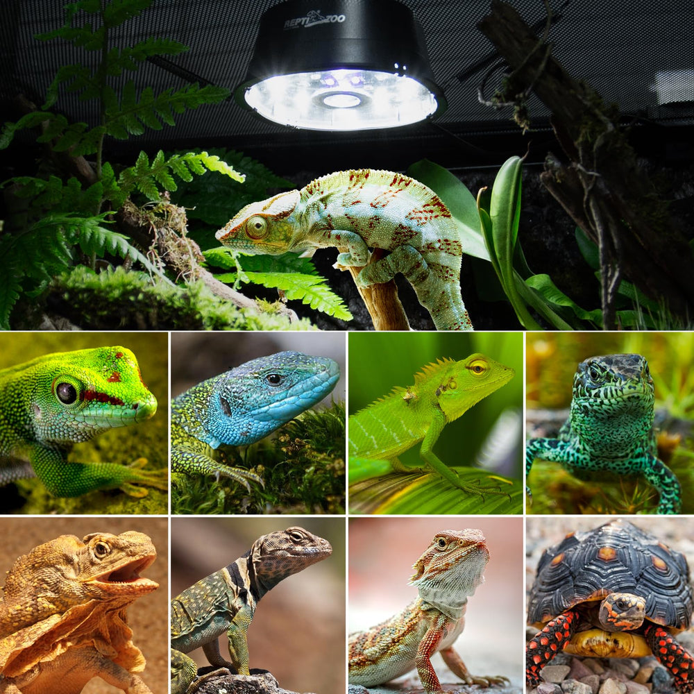 REPTI ZOO UVB light in reptile setup with a bearded dragon