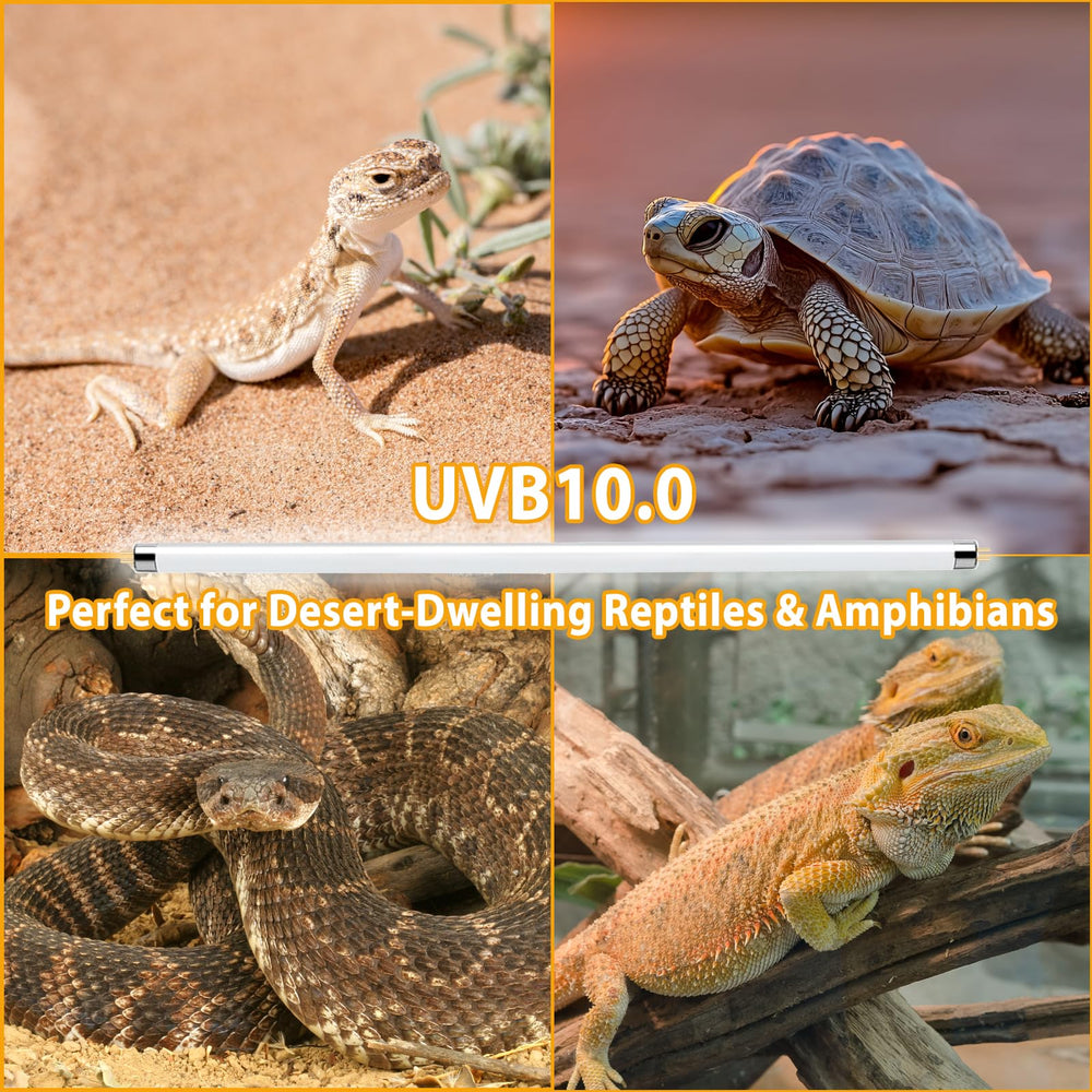 REPTIDLDB bearded-dragon enclosure with reliable UVA/UVB exposure