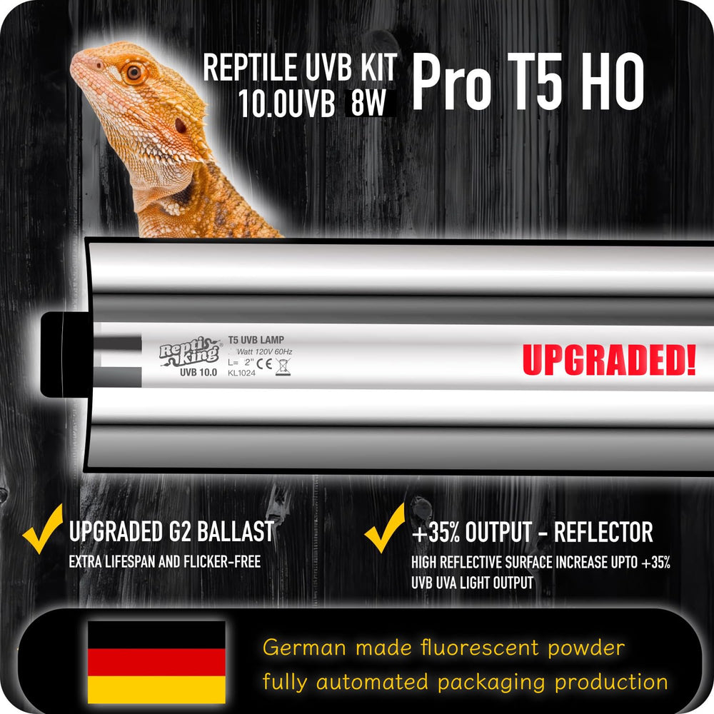 ReptiKing bearded dragon UVB basking image emphasizing daytime activity
