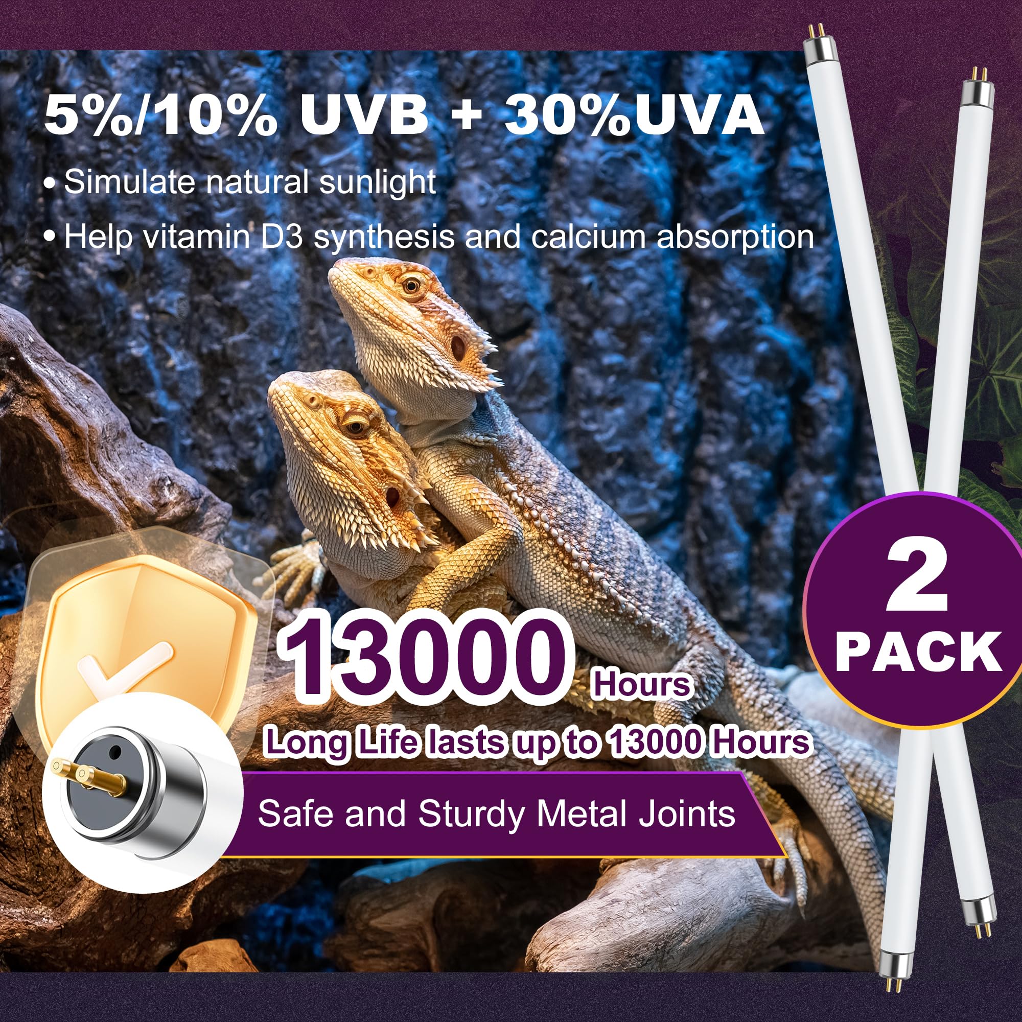 Reptispa bearded dragon setup with UVB supporting daytime activity.