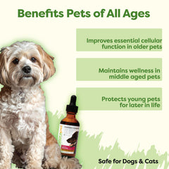 RestoraPet bacon liquid vitamin pour demonstrates simple administration for picky pets.