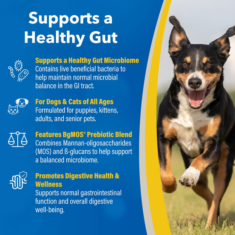 Doc Roy’s GI Synbiotics gel close-up shows chicken-flavored pet supplement.