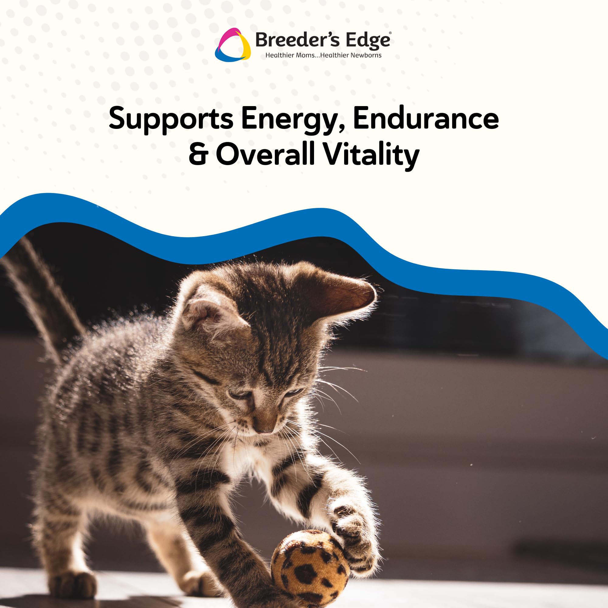 Revival Breeder’s Edge Oxy Stud cat with chews demonstrates use in tomcat breeding programs.