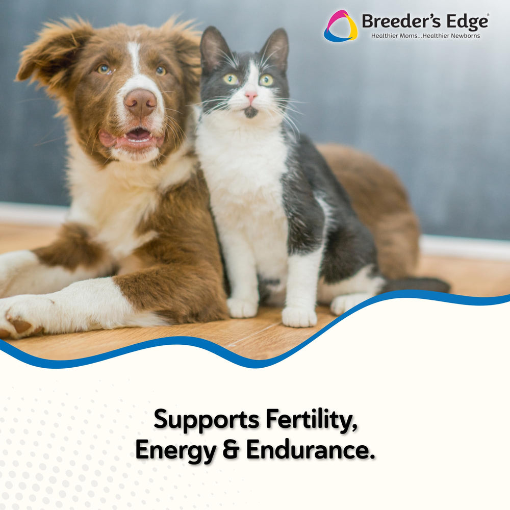 Revival Breeder’s Edge Oxy Stud soft chews closeup highlighting palatability and daily feeding ease.