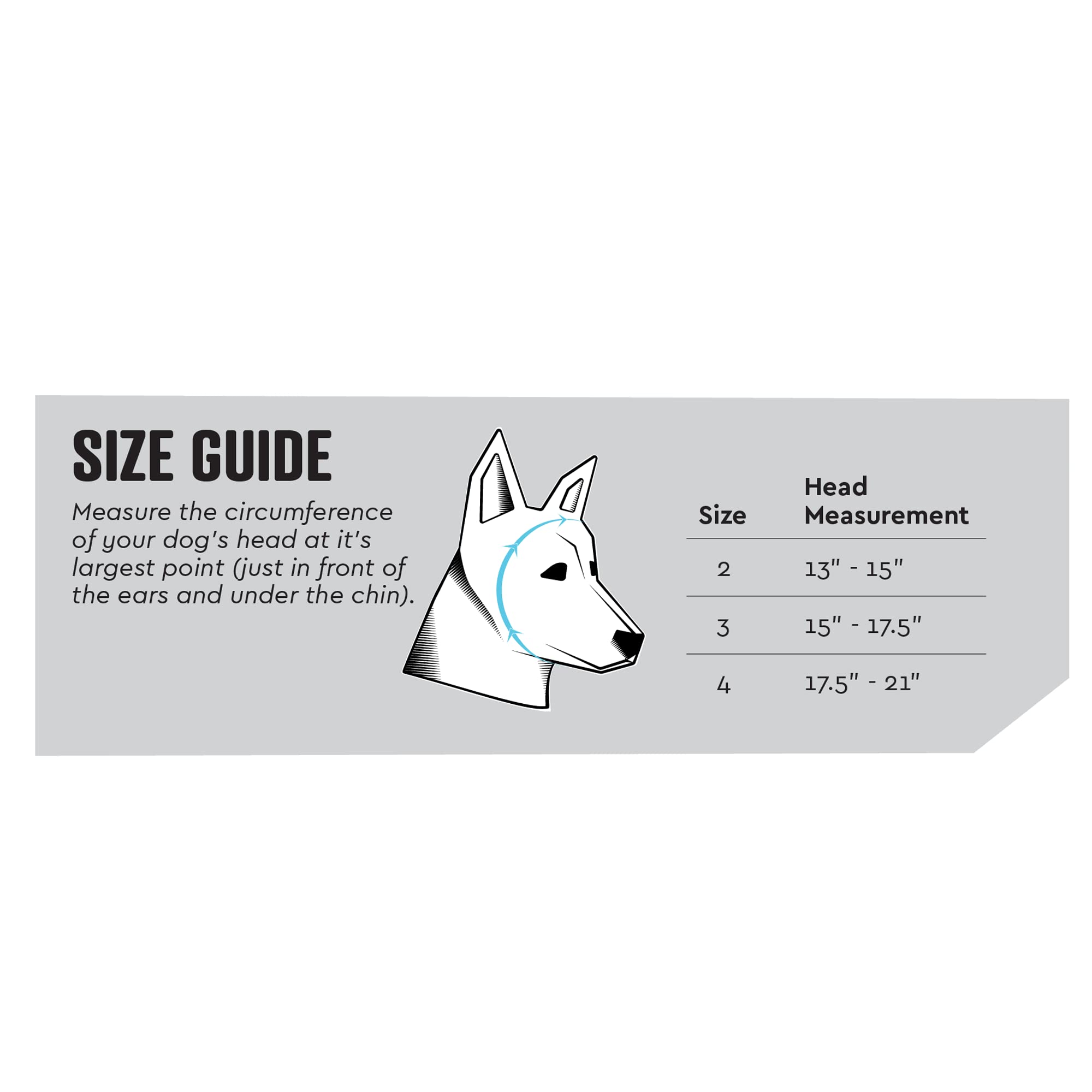 Rex Specs Ear Pro on dog head shows secure wear for active daily adventures.