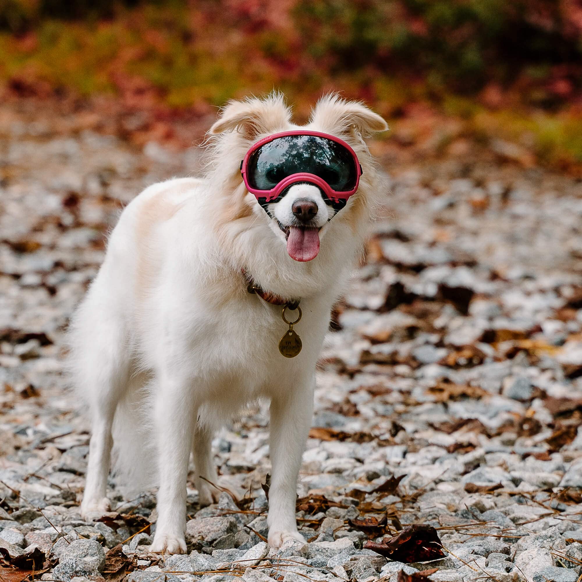 Rex Specs V2 dog goggles small black adjustable strap system for stable fit and full motion
