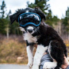 Rex Specs V2 dog goggles small black durable frame withstands active play and rough terrain