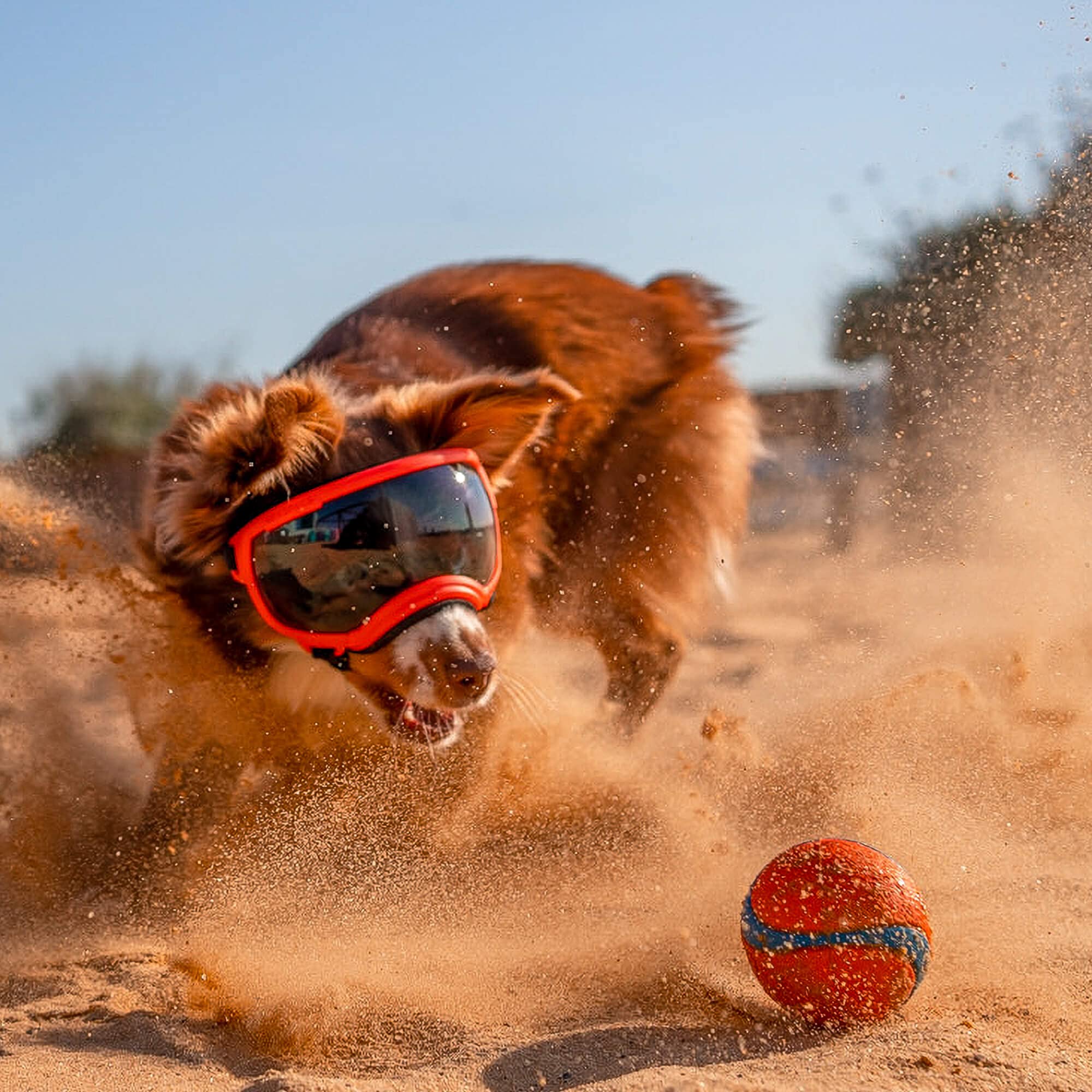 Rex Specs V2 dog goggles small black impact resistant polycarbonate lenses guard against debris