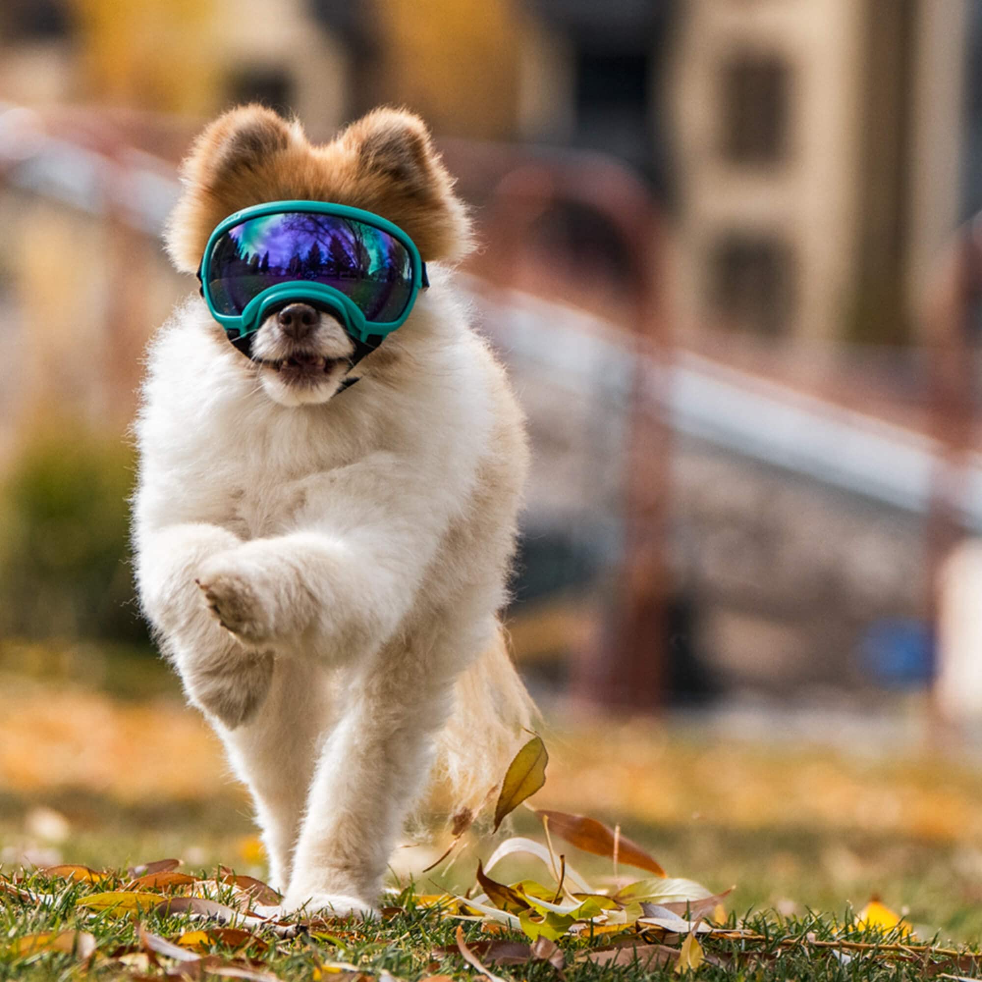 Rex Specs V2 dog goggles small black breathable mesh helps airflow and reduces fogging