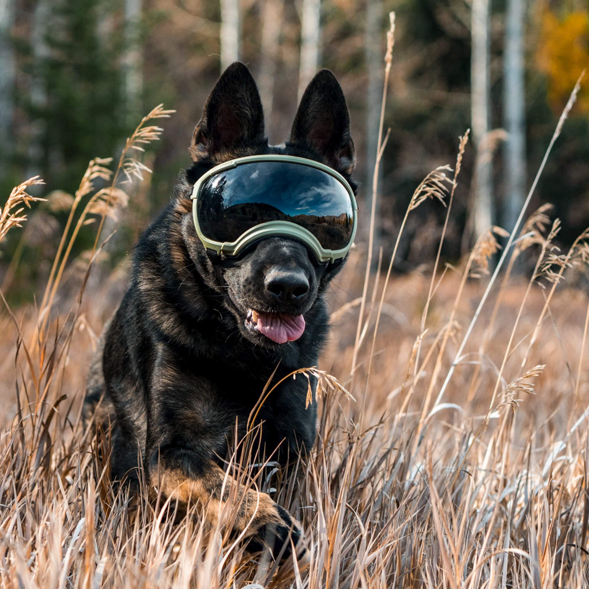 Rex Specs V2 dog goggles small black microfiber-storage-bag included keeps lenses clean