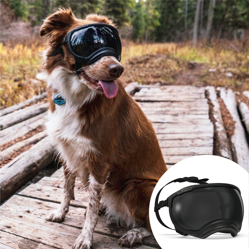 Rex Specs V2 dog goggles small black strap focus, secure fit for active dogs during outings