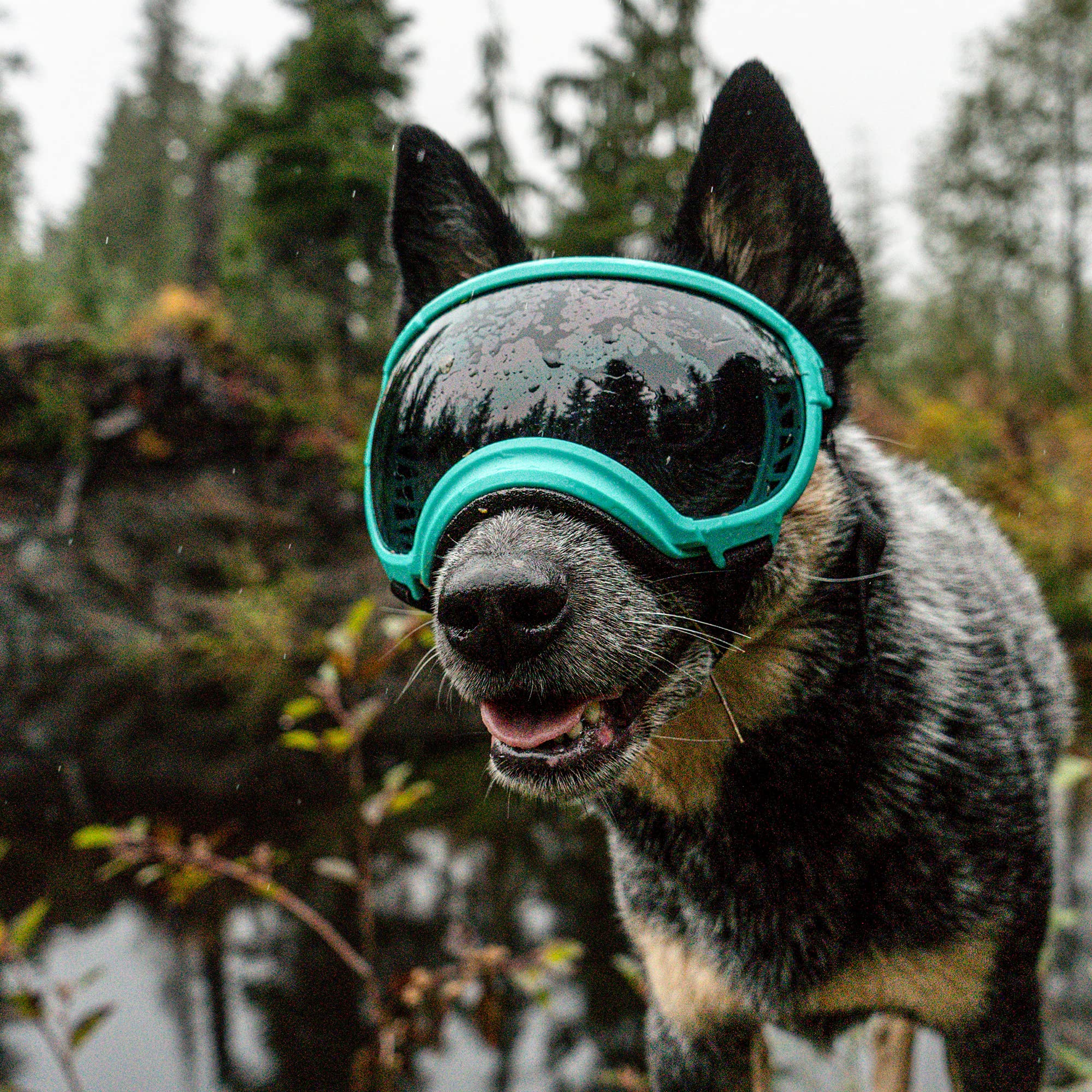 Rex Specs V2 dog goggles small black vision-wider for better peripheral awareness