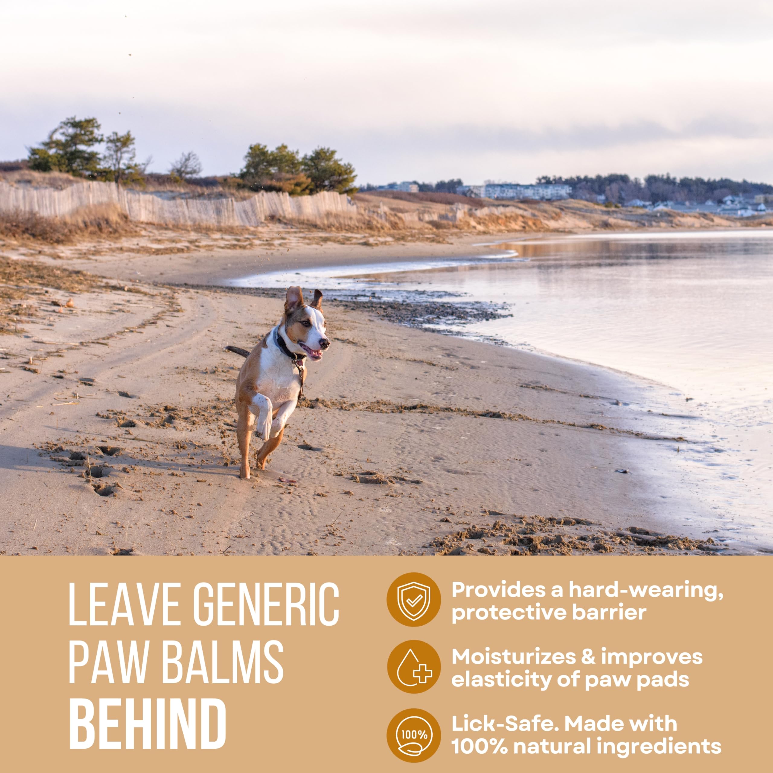 Rhino Wax dog paw hot-sand protection demonstrates comfort and safety.