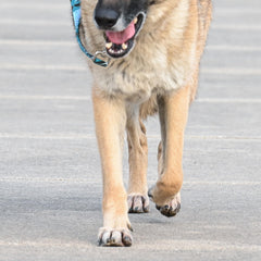 Rhino Wax paw moisturizer texture coats pads for lasting elasticity.