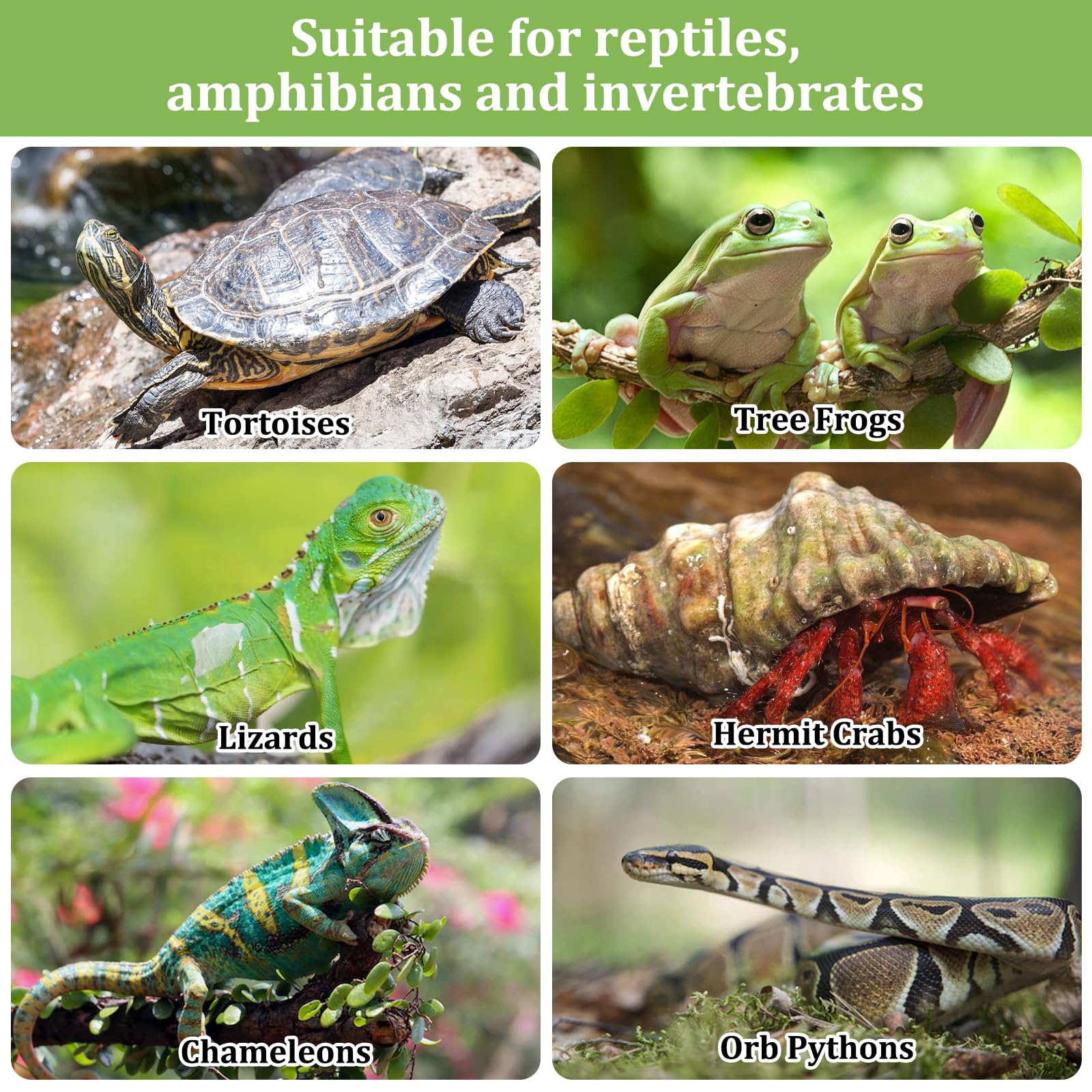 Riare versatile substrate suitable for reptiles, amphibians, and invertebrates in bioactive setups.