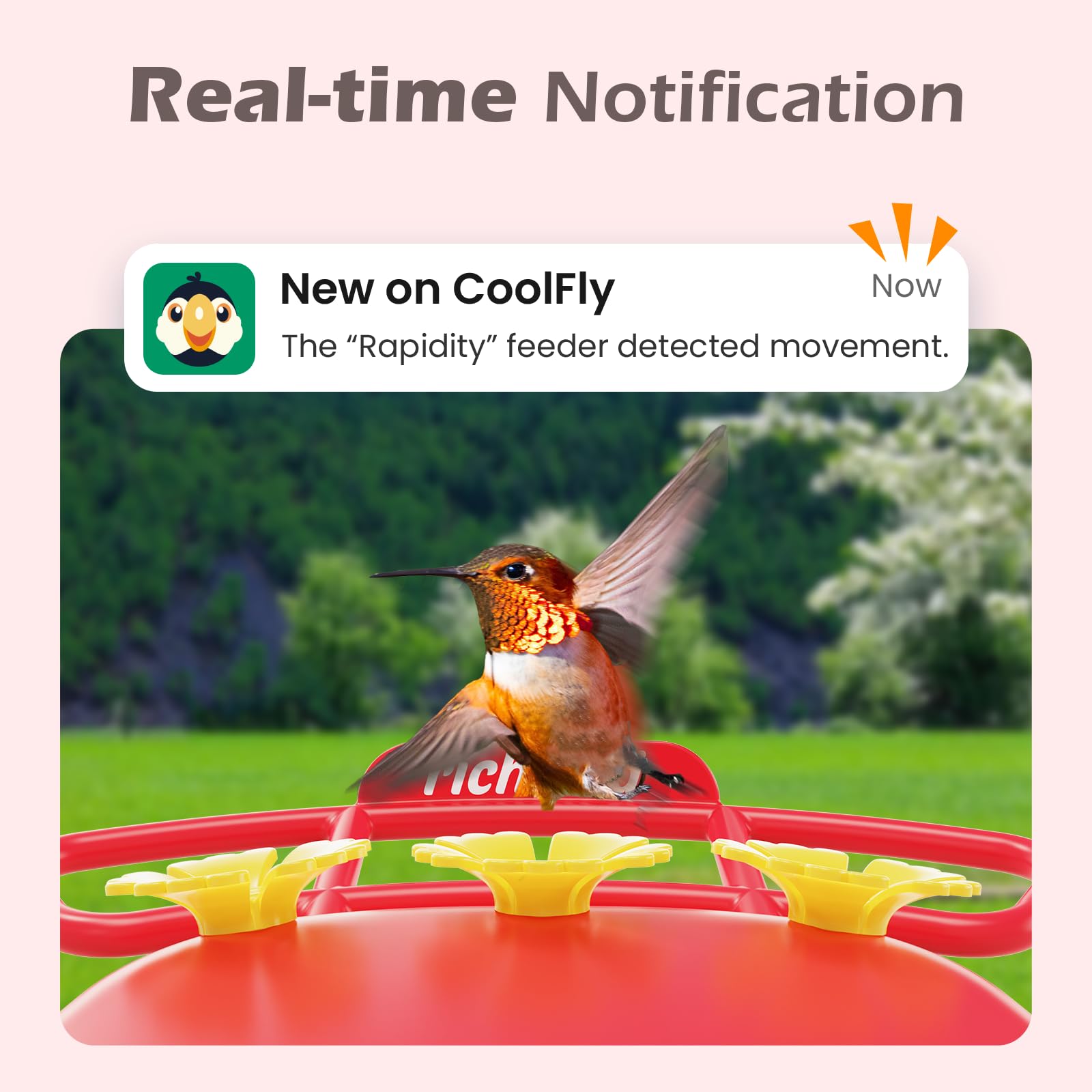 RichBird feeder app interface with CoolFly features for interactive birdwatching.