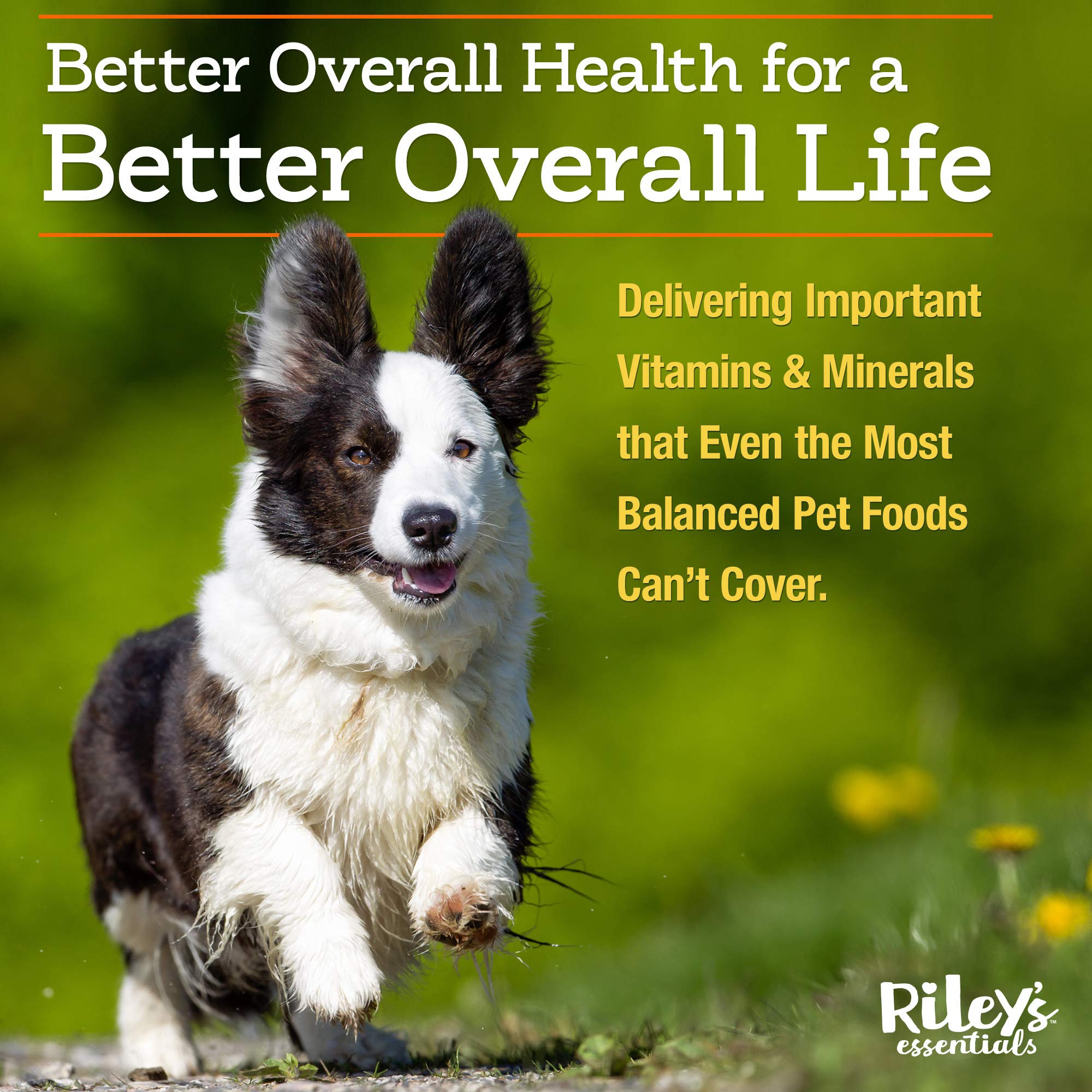 Riley's dog meal bowl with powder ready to mix.