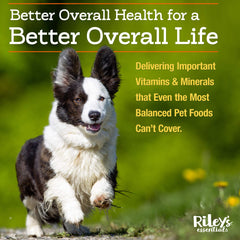 Riley's dog meal bowl with powder ready to mix.