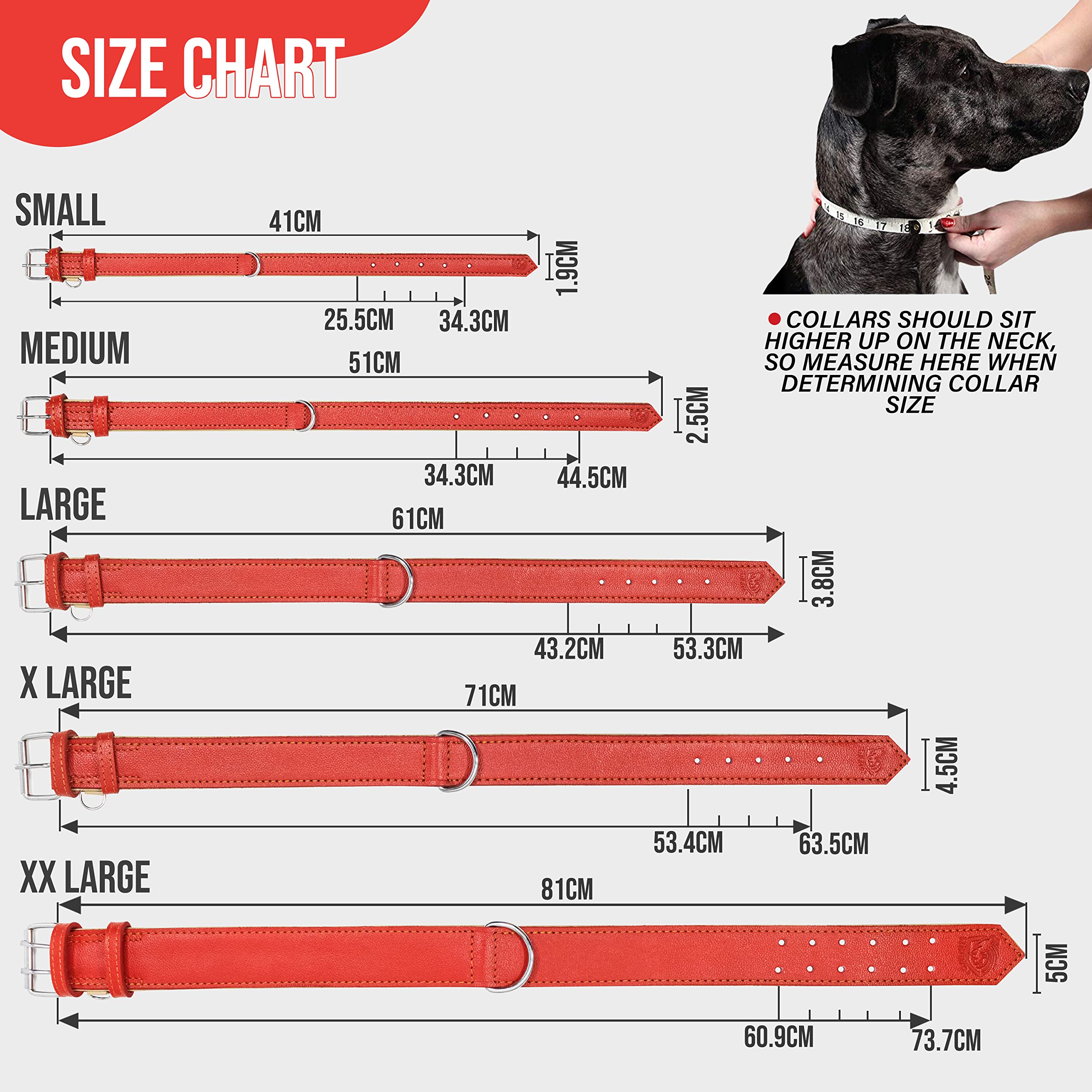 Riparo red leather dog collar worn by a dog on a walk for durability.