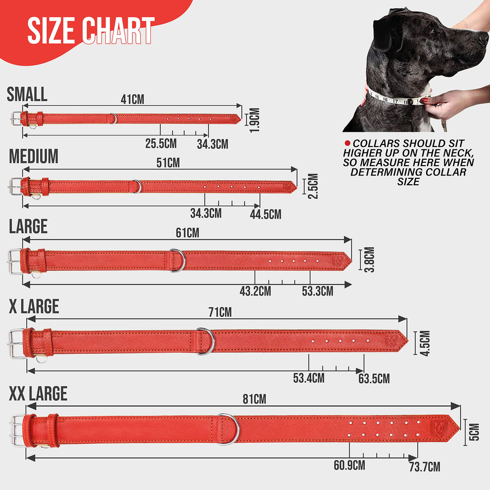 Riparo red leather dog collar worn by a dog on a walk for durability.